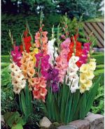 PARYAVARAAN Gladiolus Pot Big Size Pack of 15 Bulbs PARYAVARAAN Mix Color