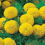 PARYAVARAAN Marigold Inca Seeds Yellow Flower For Terrace Gardening pack of 10 seeds