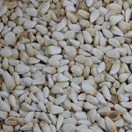 Xetomos Sunflower Kernels seed 250g