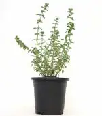 India Gardening Thyme (Thymus vulgaris) Herb Medicinal Plant