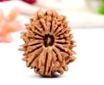 Feel Touch Mart 16 Mukhi Certified Nepal Energized Rudraksha Beads