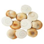 Xetomos Gomti Chakra Sudarshan Chakra Naag Chakra Pack of 11 For Pooja.