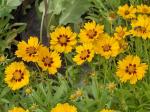 PARYAVARAAN Coreopsis Flower Seeds Mix Flower Seeds For belcony And Terrace Garden pack of 50 seeds