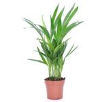 Cloud Farm Healthy Rare Areca Palm Indoor Air Purifying Plant, CF_41