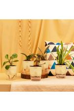 Kyari Cream Combo of Green Plants with Self Watering Pots 10 x 10 x 20cm (Pack of 5)
