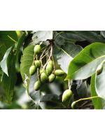 Odiplantz Myrobalan Live Plant