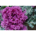 Ashokavanam Ornamental Cabbage (Kale purple) Plant