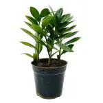 Hug A Plant ZZ Plant Green (Zamioculcas zamiifolia) - Live Plant For Indoor (Home & Garden)