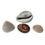 Vin Care Natural Lakshmi Cowrie / Gomati Chakra / Vishnu sudharshan Chakra / Lakshmi Shankh for Pooja - Pack of 4