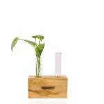 ZAYDAN HOME Propagation Planter Mango Wooden Plants Test Tube Desk and Table Top Flower Vase Hydroponic Plant for Home & Office Decor