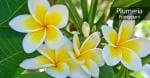 Cloud Farm Hybrid Plumeria Plant - 200 mm CF08