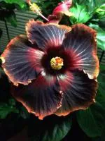 Cloud Farm Hybrid Black Hibiscus Plant - 200 mm CF89