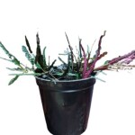 Ashokavanam Razor leaf plant ( hemigraphis repanda)