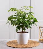 Nurturing Green Live Radermachera Plant For Home In Glossy White Pot
