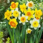 PARYAVARAAN Daffodil Flower Bulbs 