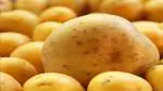 PLATONE AYODHYAvati potato seeds for farming (allu ke beej)50pes(Pack Of1)