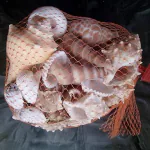 DARIDRA BHANJAN - Aquarium Decor & Natural Sea Shell for Decoration Fish Aquarium Home Decoration Hanging Art and Craft Sea Shells for decoration Seashells (250 gm.)