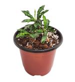 Studio SeedD Euphorbia Decaryi