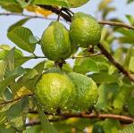 Zomoloco Guava PlantPeyara PlantRed guava plant