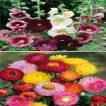 Beautiful 2 Types Winter Season Flower Plant Seeds