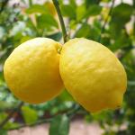 Online Plant Bazar Yellow Hybrid Gandharaj Lemon Live Plant