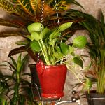 Justoriginals Kunda Balti Hanging Ceramic Flower Pot(Color: Shiny Wine ) Plant Container Set (Ceramic)