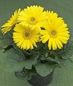 Cloud Farm Hybrid Yellow Gerbera Plant - 200 mm CF_A131