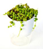 India gardening String Of Pearls, string-of-beads Necklace Plant With Self Watering Pot