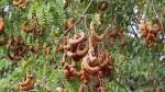 Cloud Farm Hybrid Tamarind Plant - 200 mm CF_O122