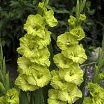 Kraft Seeds Gladiolus Flower Bulbs (Set of 11)