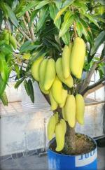 Cloud Farm Hybrid Rare Thailand Mango Plant- 200 mm