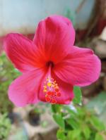 PLATONE Hibiscus Plant (Hybrid, Pack Of 2)