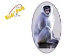 Birds' Park Langoor Cut-Out-Good for Monkey to get rid Off