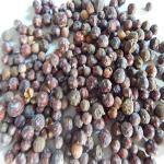 Xetomos Abhal Dried Juniper Berry Juniprus Communis Hayabusa Hauber seed 150g Other names are Hauber, Juniper berry, Hauber hauber, juniperus communis linn, Abhal, Aaraar, haubera, abhal, Vapusha, Hapusa, Common Juniper, Juniper berry, Hapusha