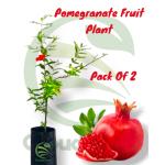 Cloud Farm Rare Turkey Giant Pomegranate Plant, Pack Of 2,SCF_315