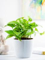 Nurturing Green Good Luck Money Plant Green In White Pot