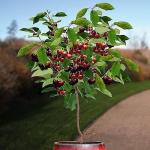 Cloud Farm Hybrid Attka Cherry Fruit Plant - 200 mm CF_O149