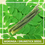Farmgokart | 20 Seeds Pack of MORINGA / DRUMSTICK SEEDS | Best Suitable For Terrace And Home Gardening