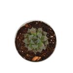 UGAOO Haworthia Cooperi Succulent Live Plant with Pot