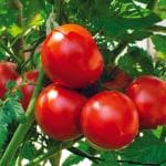 JIGNISHA SEEDS Organic Tomato Vegetable Seeds Pack Of 100