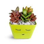 Hillmart Green Live Various Succulent Plants Arrangements With Parrot Pot