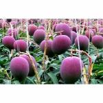 Cloud Farm Mango Plant Hybrid all Seasons mango plants for home garden Thailand variety mango plant CF_1019