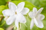 GREENWAVE Star Jasmine live plant