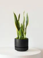Cloud Farm Hybrid Natural Air Purification Snake Plant - 200 mm