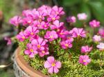 PARYAVARAAN Flower Bulbs Oxalis Triangularis Seeds Pink For Home Gardening pack of 5 bulbs