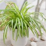 Platone Spider PlantSpyder PlantASD-PLS-901
