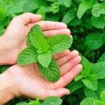 Shivnami Mint Plant Seeds For Gardening - Peppermint, Pudina - Pack Of 100