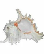 zoltamulata Beautiful Surya Mukhi or Vishnu Shankh