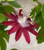 Plantzoin Love-in-a-mist Jhumka lata Passiflora foetida Krushna tamala Live Plant