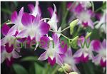 Green view Dendrobium Live Orchid Plant, Assorted Subject To Availability, 5 Pieces